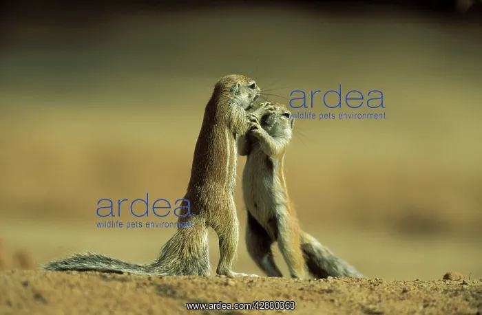 : Cape Ground Squirrel / South African Ground Squirrel : Cape Ground Squirrel / South African Ground Squirrel