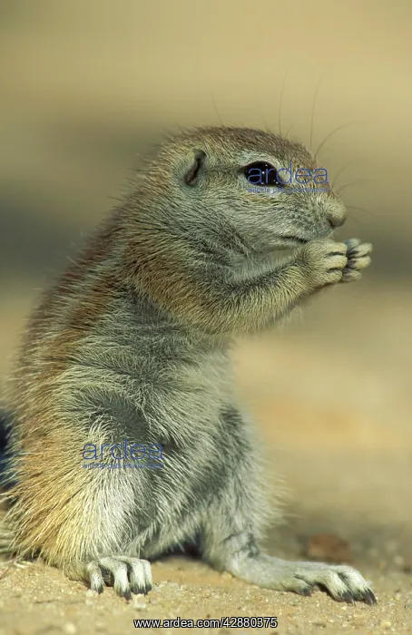: Cape Ground Squirrel / South African Ground Squirrel : Cape Ground Squirrel / South African Ground Squirrel