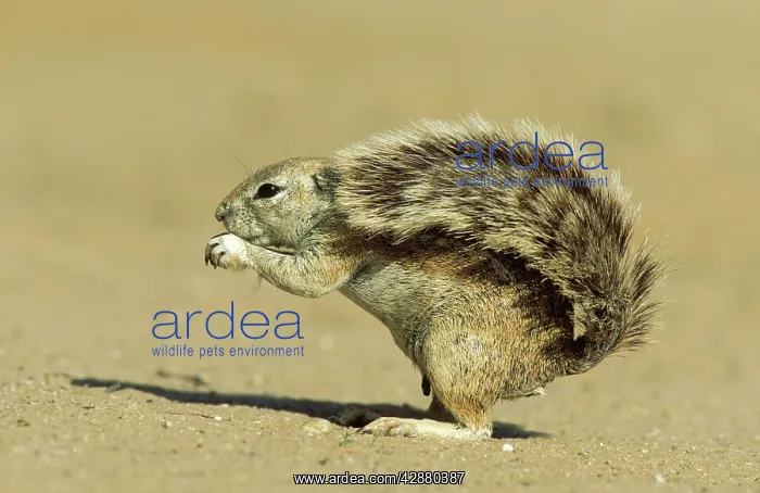 : Cape Ground Squirrel / South African Ground Squirrel : Cape Ground Squirrel / South African Ground Squirrel