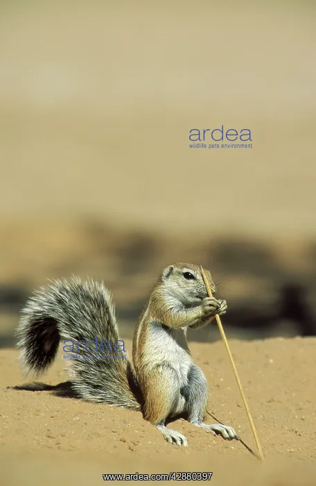 : Cape Ground Squirrel / South African Ground Squirrel : Cape Ground Squirrel / South African Ground Squirrel
