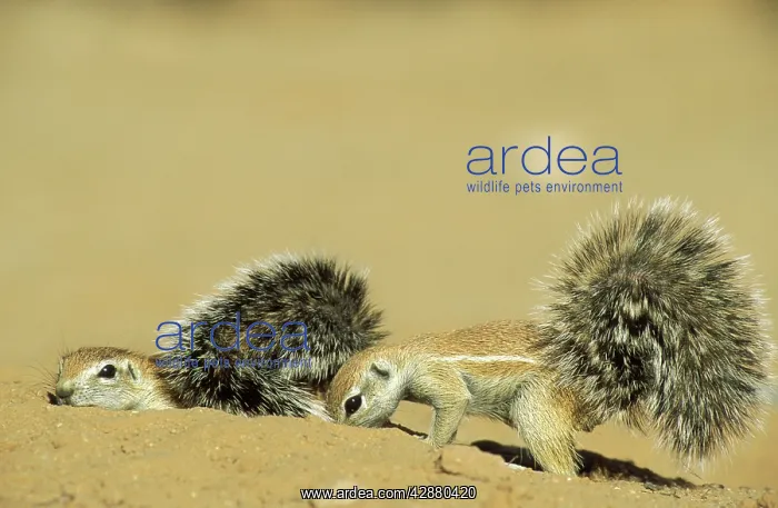: Cape Ground Squirrel / South African Ground Squirrel : Cape Ground Squirrel / South African Ground Squirrel