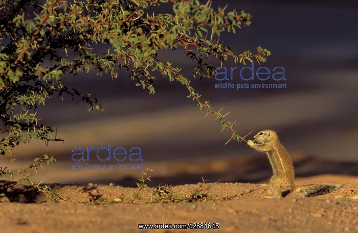 : Cape Ground Squirrel / South African Ground Squirrel : Cape Ground Squirrel / South African Ground Squirrel