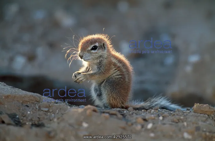 : Cape Ground SQUIRREL / South African Ground Squirrel : Cape Ground SQUIRREL / South African Ground Squirrel