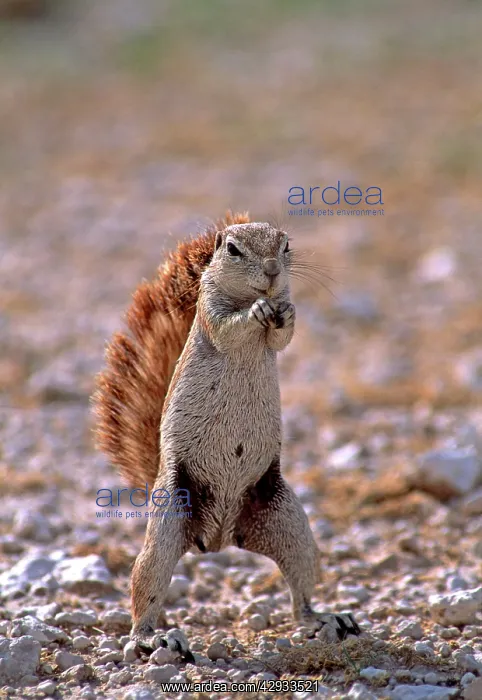 : Cape Ground Squirrel / South African Ground Squirrel : Cape Ground Squirrel / South African Ground Squirrel