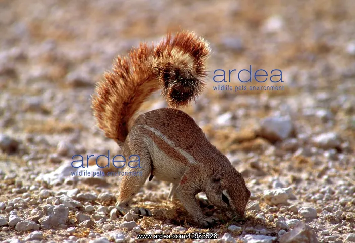 : Cape Ground Squirrel / South African Ground Squirrel : Cape Ground Squirrel / South African Ground Squirrel