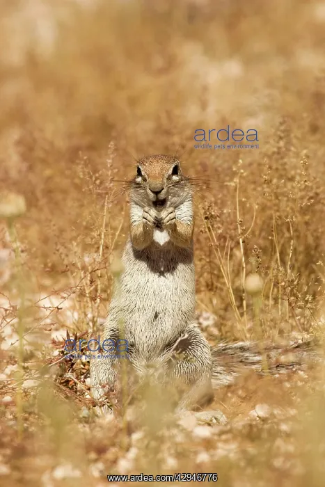  : Cape Ground Squirrel  /  South African Ground Squirrel