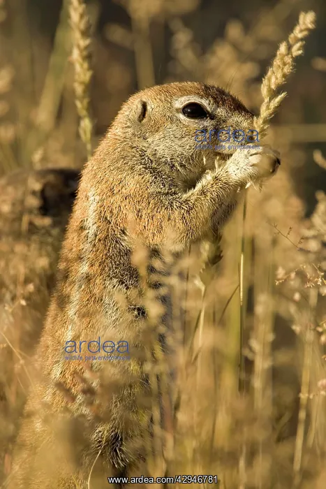 : Cape Ground Squirrel / South African Ground Squirrel : Cape Ground Squirrel / South African Ground Squirrel