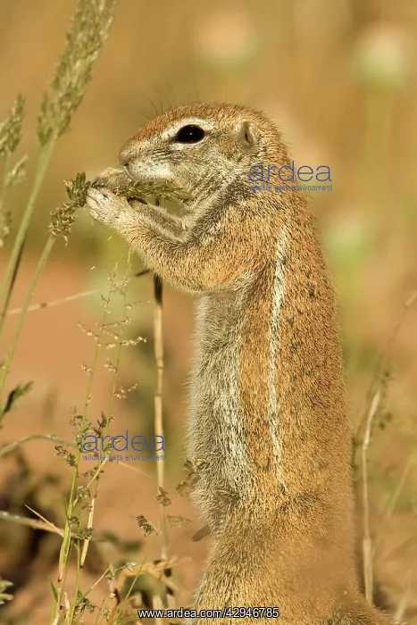 : Cape Ground Squirrel / South African Ground Squirrel : Cape Ground Squirrel / South African Ground Squirrel