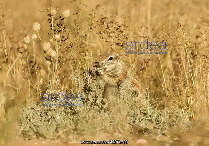 : Cape Ground Squirrel / South African Ground Squirrel : Cape Ground Squirrel / South African Ground Squirrel