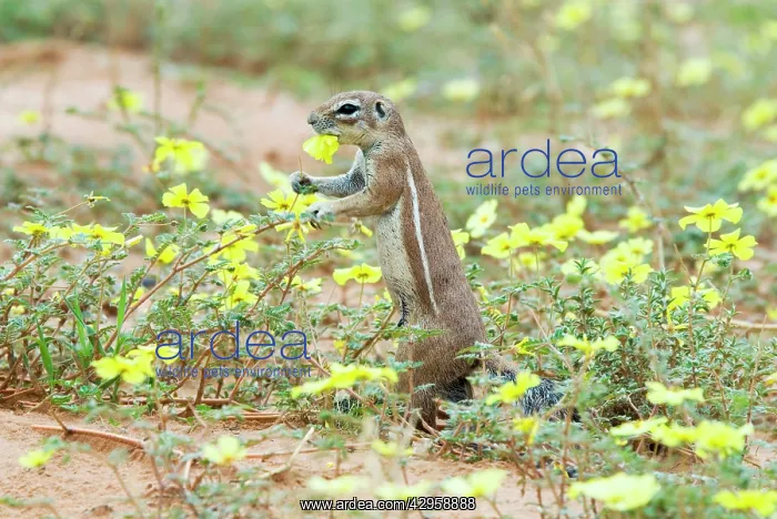 : Cape Ground Squirrel / South African Ground Squirrel : Cape Ground Squirrel / South African Ground Squirrel