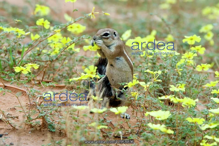 : Cape Ground Squirrel / South African Ground Squirrel : Cape Ground Squirrel / South African Ground Squirrel