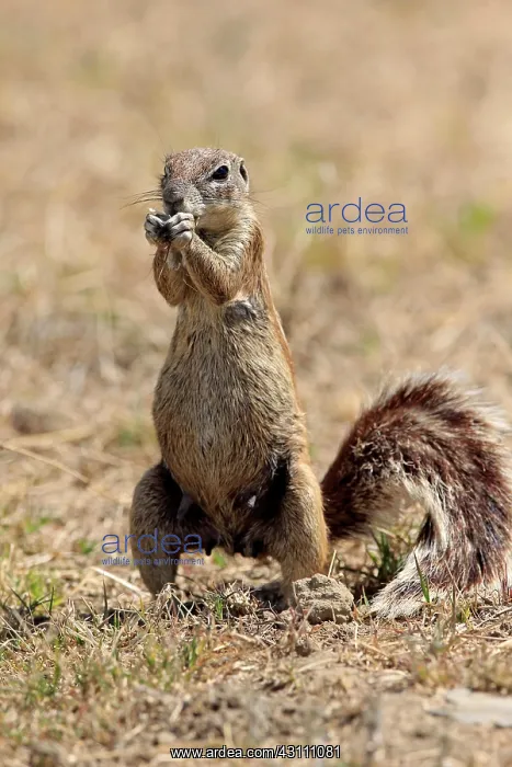 : Cape ground squirrel (Xerus inauris), adult, eating : Cape ground squirrel (Xerus inauris), adult, eating