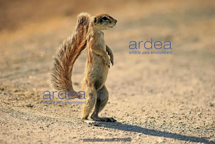 : Cape ground squirrel (Xerus inauris), adult, standing : Cape ground squirrel (Xerus inauris), adult, standing