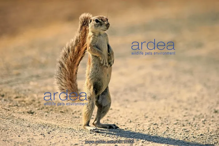 : Cape ground squirrel (Xerus inauris), adult, standing : Cape ground squirrel (Xerus inauris), adult, standing