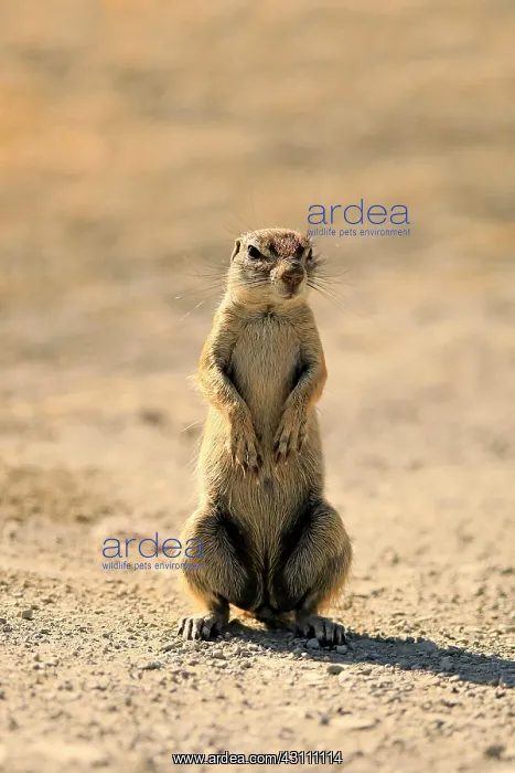 : Cape ground squirrel (Xerus inauris), adult, standing : Cape ground squirrel (Xerus inauris), adult, standing