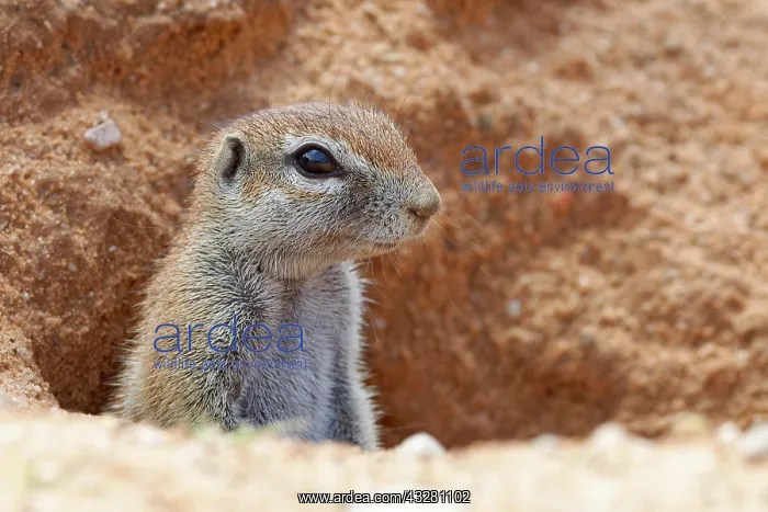 : Cape ground squirrel (Xerus inauris), adult, looking : Cape ground squirrel (Xerus inauris), adult, looking