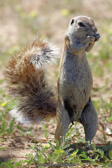: Cape ground squirrel (Xerus inauris), adult female : Cape ground squirrel (Xerus inauris), adult female
