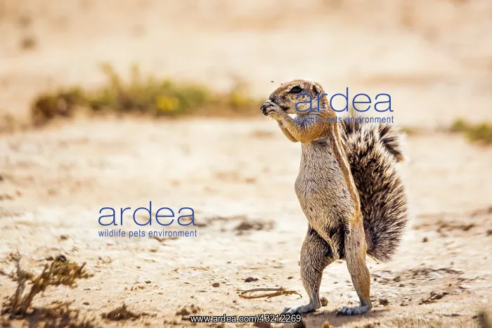 : Cape ground squirrel (Xerus inauris) eating seed : Cape ground squirrel (Xerus inauris) eating seed