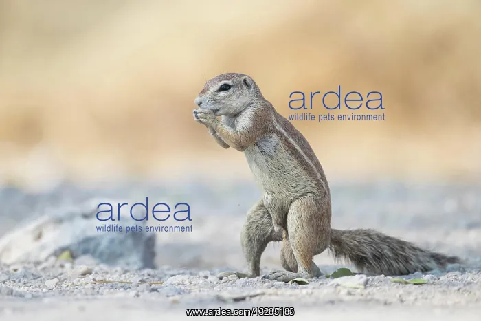 : Cape ground squirrel (xerus inauris) in Etosha National : Cape ground squirrel (xerus inauris) in Etosha National