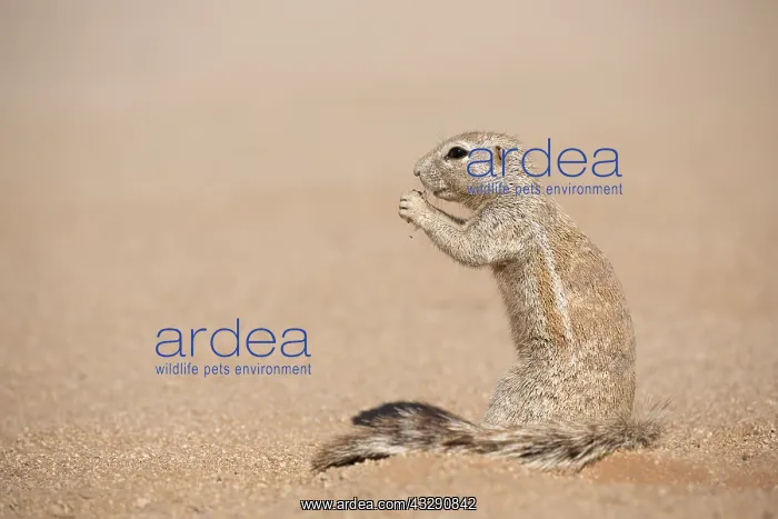 : Cape Ground Squirrel (Xerus inauris) sitting up : Cape Ground Squirrel (Xerus inauris) sitting up