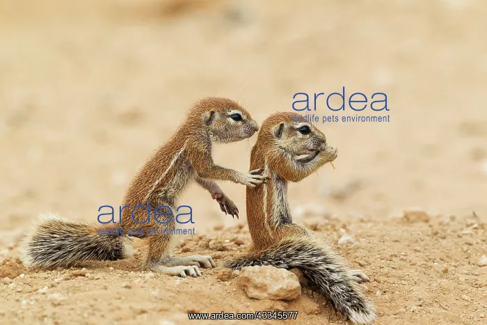 : Cape Ground Squirrel. Two young at their burrow : Cape Ground Squirrel. Two young at their burrow