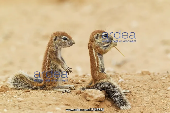 : Cape Ground Squirrel. Two young at their burrow : Cape Ground Squirrel. Two young at their burrow