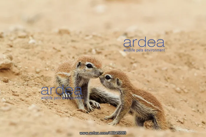 : Cape Ground Squirrel. Two young at their burrow : Cape Ground Squirrel. Two young at their burrow