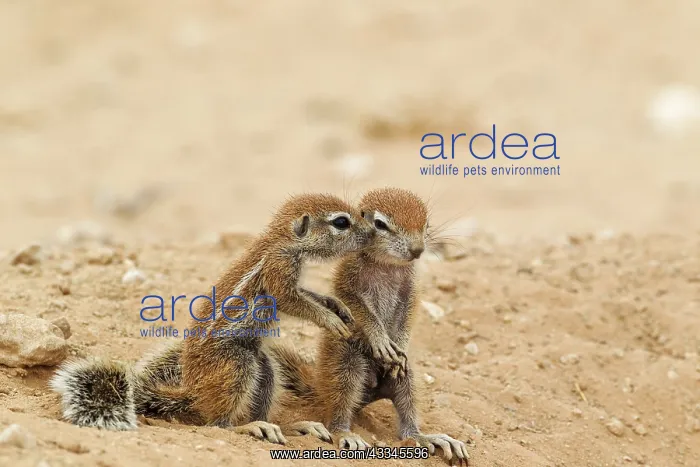 : Cape Ground Squirrel. Two young at their burrow : Cape Ground Squirrel. Two young at their burrow