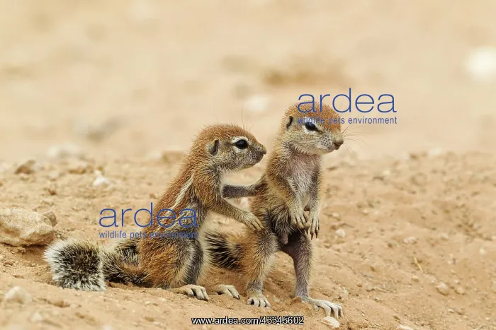 : Cape Ground Squirrel. Two young at their burrow : Cape Ground Squirrel. Two young at their burrow
