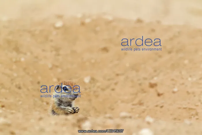 : Cape Ground Squirrel. Young at its burrow. Kalahari : Cape Ground Squirrel. Young at its burrow. Kalahari