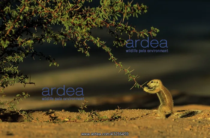 : Cape Ground Squirrel young cautiously feeding at : Cape Ground Squirrel young cautiously feeding at