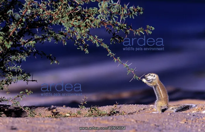 : Cape Ground Squirrel - young feeding at thornbush : Cape Ground Squirrel - young feeding at thornbush