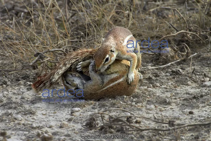 : Cape ground squirrels fighting ( Xerus inauris : Cape ground squirrels fighting ( Xerus inauris