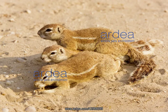 : Cape Ground Squirrels / South African Grand Squirrel : Cape Ground Squirrels / South African Grand Squirrel