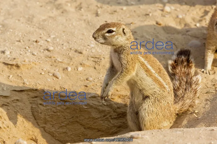 : Cape Ground Squirrels / South African Grand Squirrel : Cape Ground Squirrels / South African Grand Squirrel