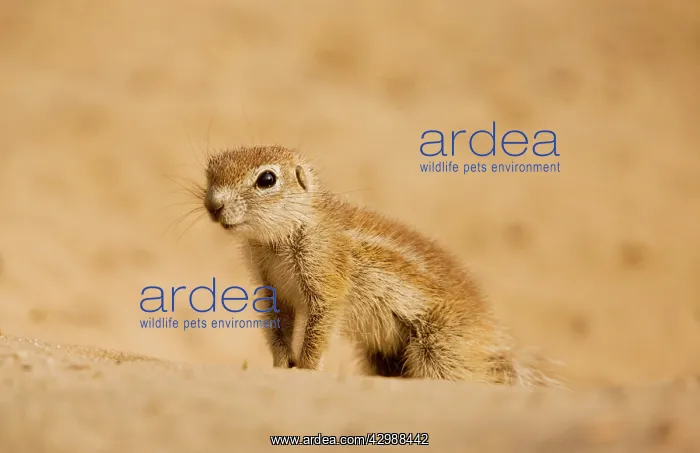 : Cape Ground Squirrels / South African Grand Squirrel : Cape Ground Squirrels / South African Grand Squirrel