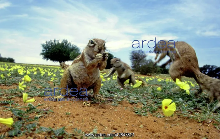 : Cape Ground Squirrels / South African Ground Squirrel : Cape Ground Squirrels / South African Ground Squirrel