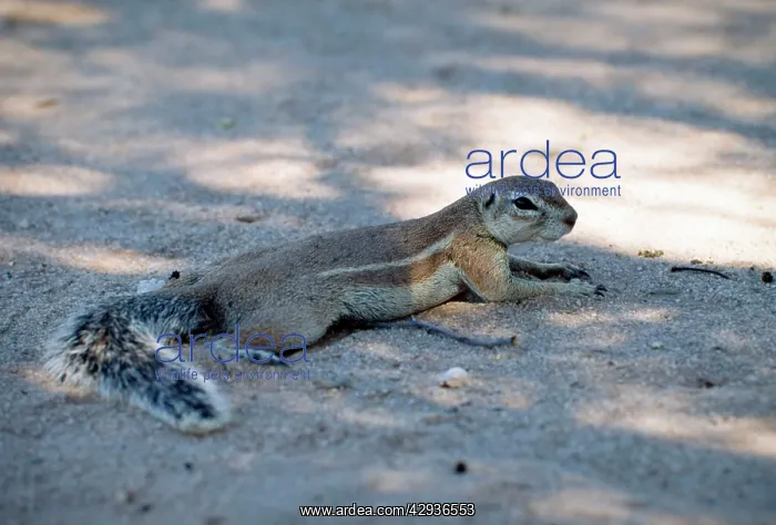 : Cape Ground squirrrel / South African Ground Squirrel : Cape Ground squirrrel / South African Ground Squirrel