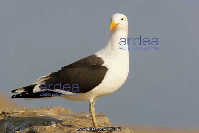 : Cape Gulls, a form of Kelp Gull : Cape Gulls, a form of Kelp Gull
