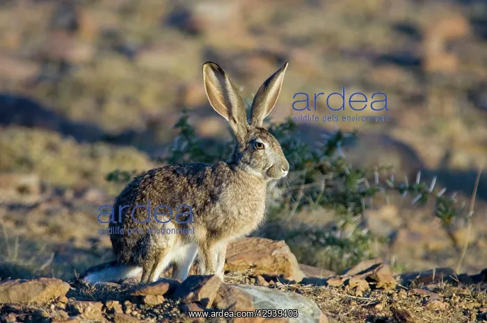 : Cape Hare - foraging in open area in early morning : Cape Hare - foraging in open area in early morning