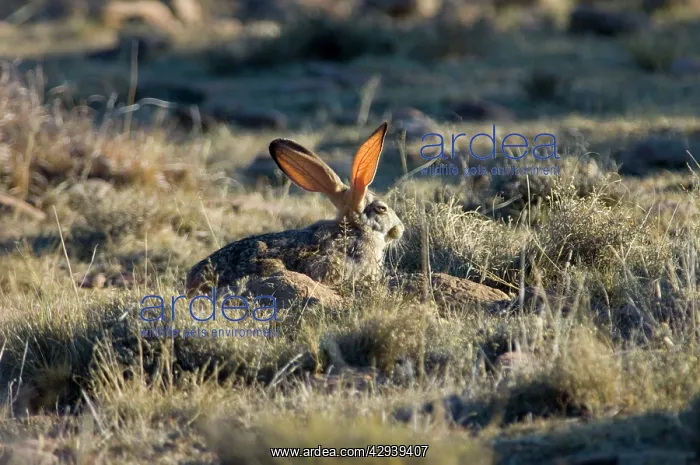 : Cape Hare - foraging in open area in early morning : Cape Hare - foraging in open area in early morning