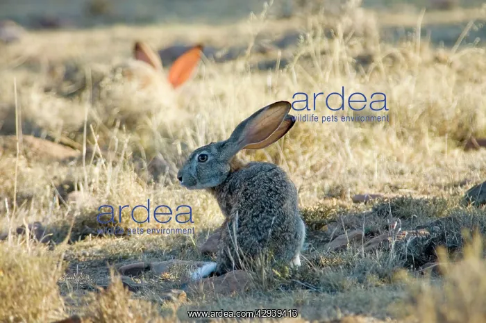  : Cape Hare - foraging in open area in early morning
