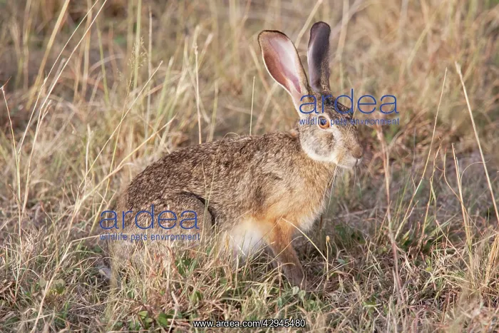: Cape Hare - On open savannah plains : Cape Hare - On open savannah plains