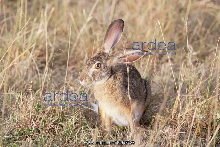 : Cape Hare - On open savannah plains : Cape Hare - On open savannah plains