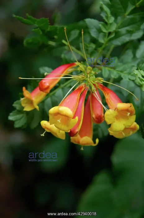 : Cape Honeysuckle - a shrub or small tree that is : Cape Honeysuckle - a shrub or small tree that is