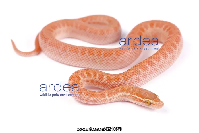 : Cape house snake (Boaedon capensis) albino on white : Cape house snake (Boaedon capensis) albino on white