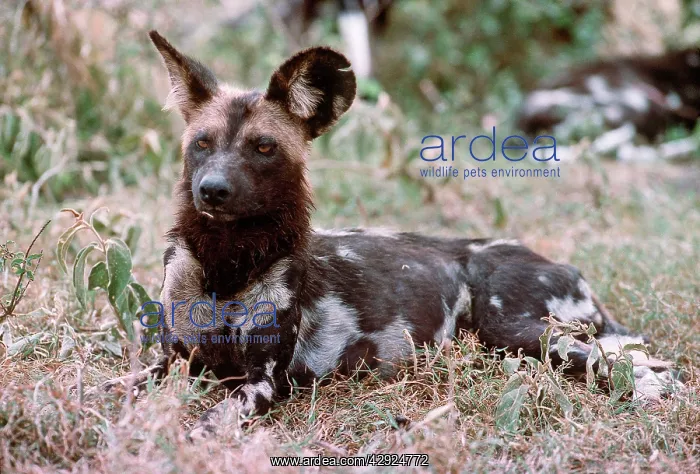 : Cape Hunting Dog : Cape Hunting Dog