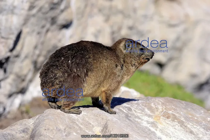 : Cape hyrax (Procavia capensis), adult, on rocks : Cape hyrax (Procavia capensis), adult, on rocks