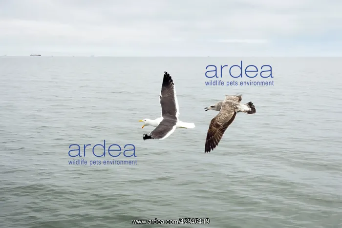 : Cape / Kelp Gull - Adult and Juvenile in flight : Cape / Kelp Gull - Adult and Juvenile in flight