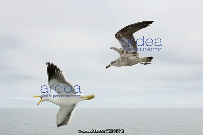 : Cape / Kelp Gull - Adult and Juvenile in flight : Cape / Kelp Gull - Adult and Juvenile in flight